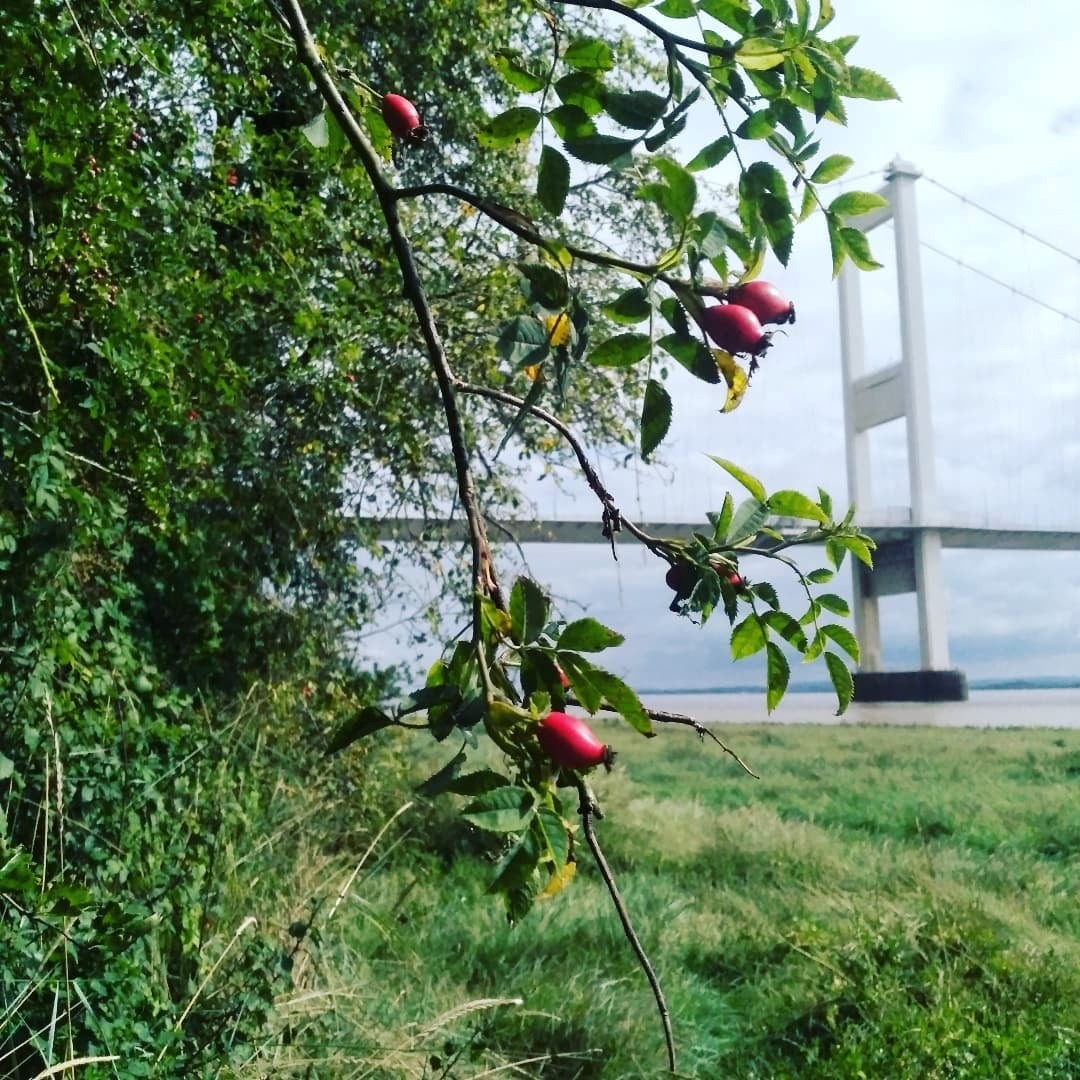 Rosehips on the Severn Estuary